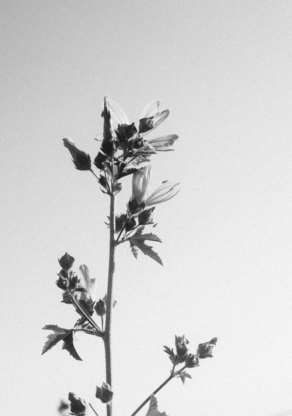 SNEAKERS RETRO 100% ANTE